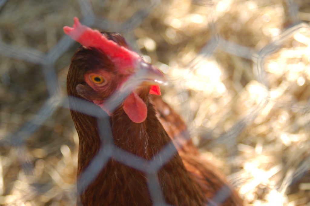 The Craigslist Hermaphrodite Chicken Fur, Farm, and Fork